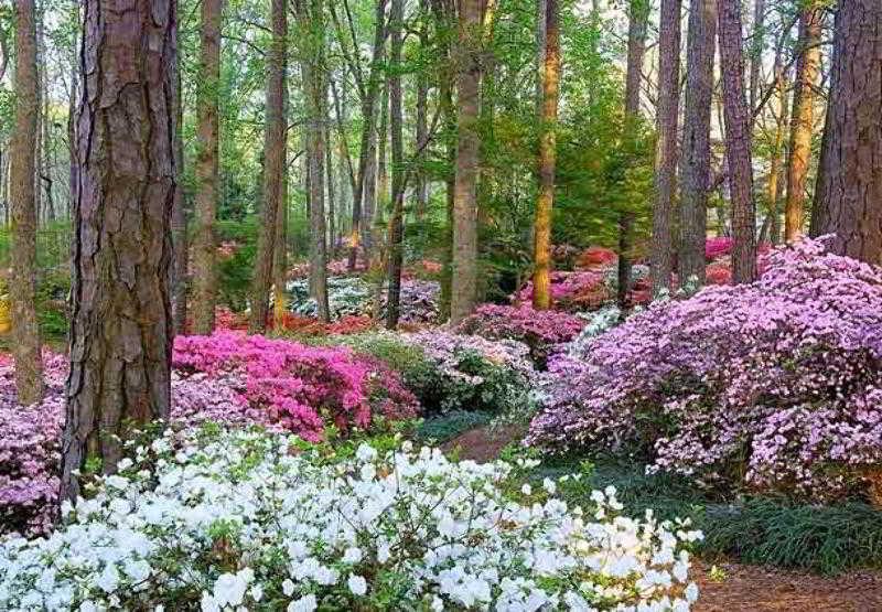 The Lodge And Spa At Callaway Gardens Pine Mountain  Exteriör bild